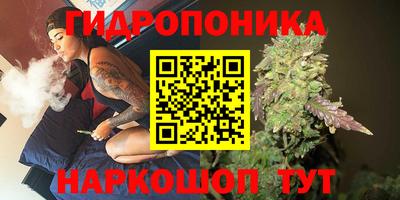 гашик Кингисепп