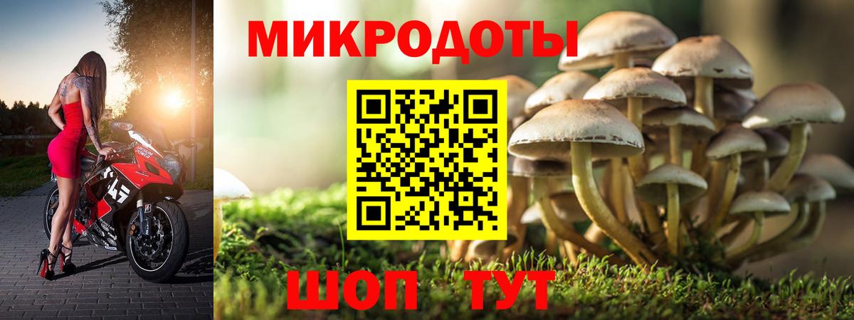 Псилоцибиновые грибы Psilocybe Волоколамск